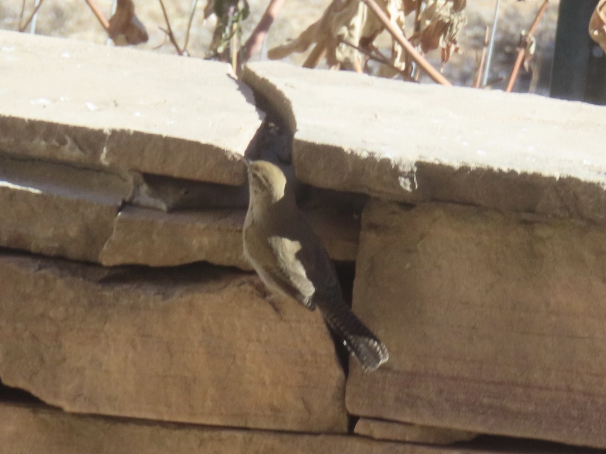 Bewick's Wren - ML646990921
