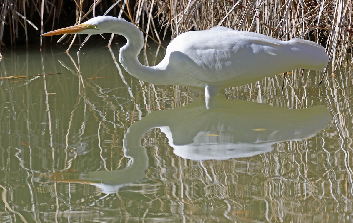 ダイサギ - ML646990922