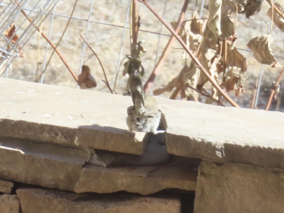 Bewick's Wren - ML646990924