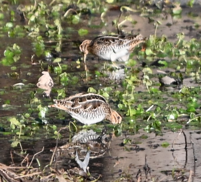 bekasina severoamerická - ML646990925