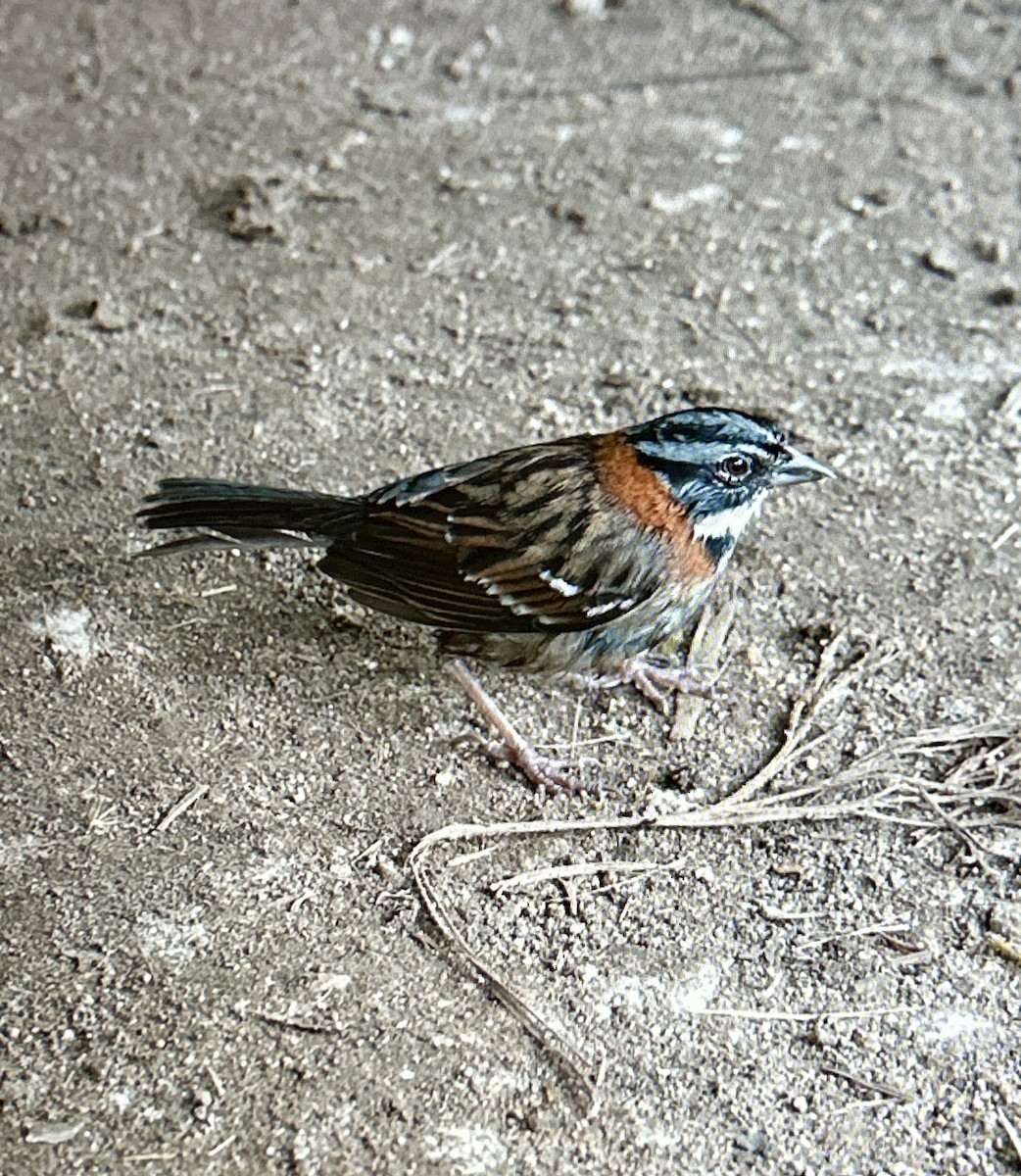 Rufous-collared Sparrow - ML646990926
