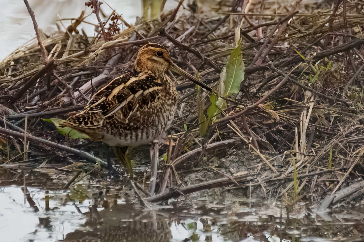 Wilson's Snipe - ML646990927