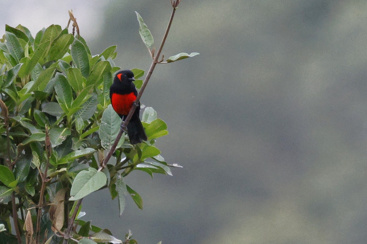 Scarlet-bellied Mountain Tanager - ML646990929