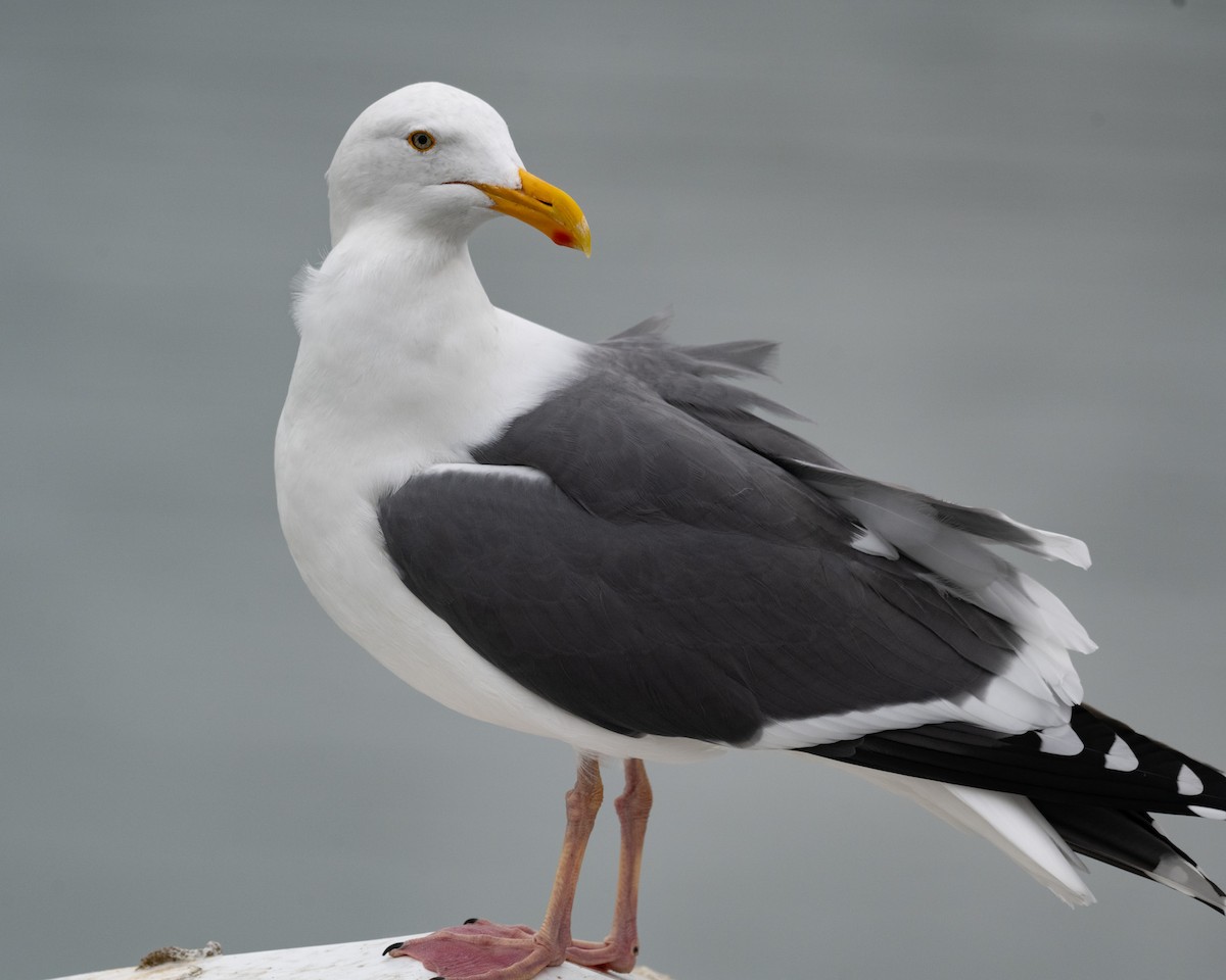 Gaviota Occidental - ML646990930