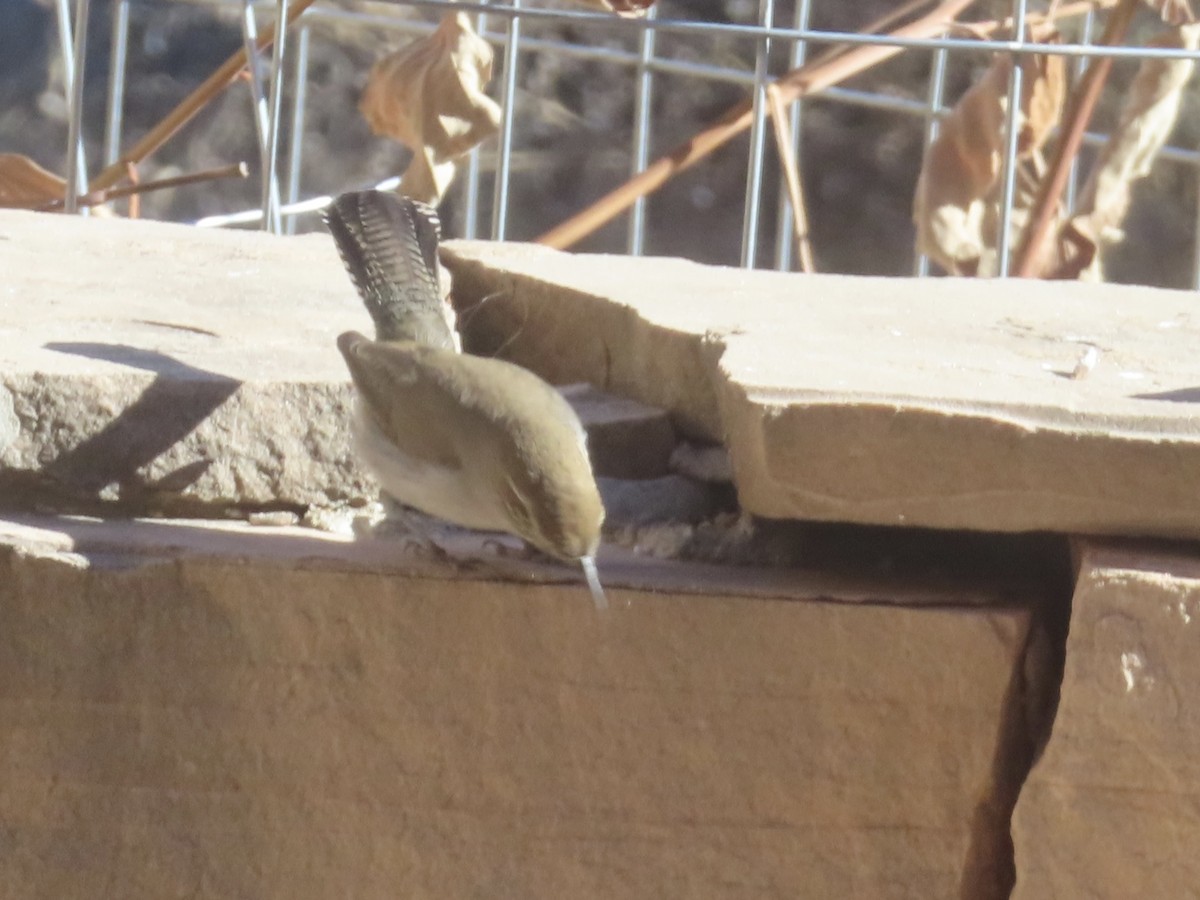 Bewick's Wren - ML646990932