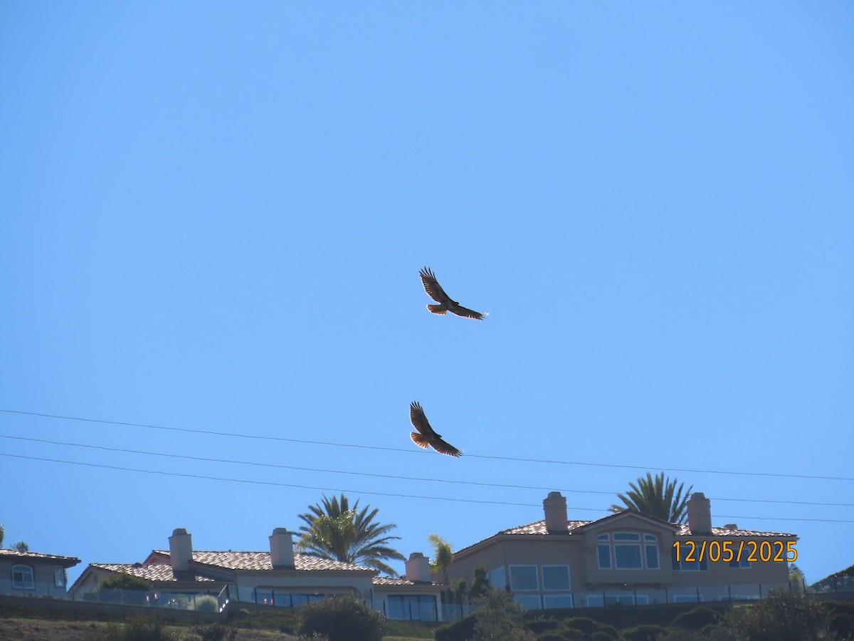 Red-tailed Hawk - ML646990933