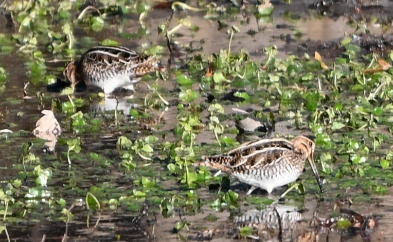 bekasina severoamerická - ML646990934