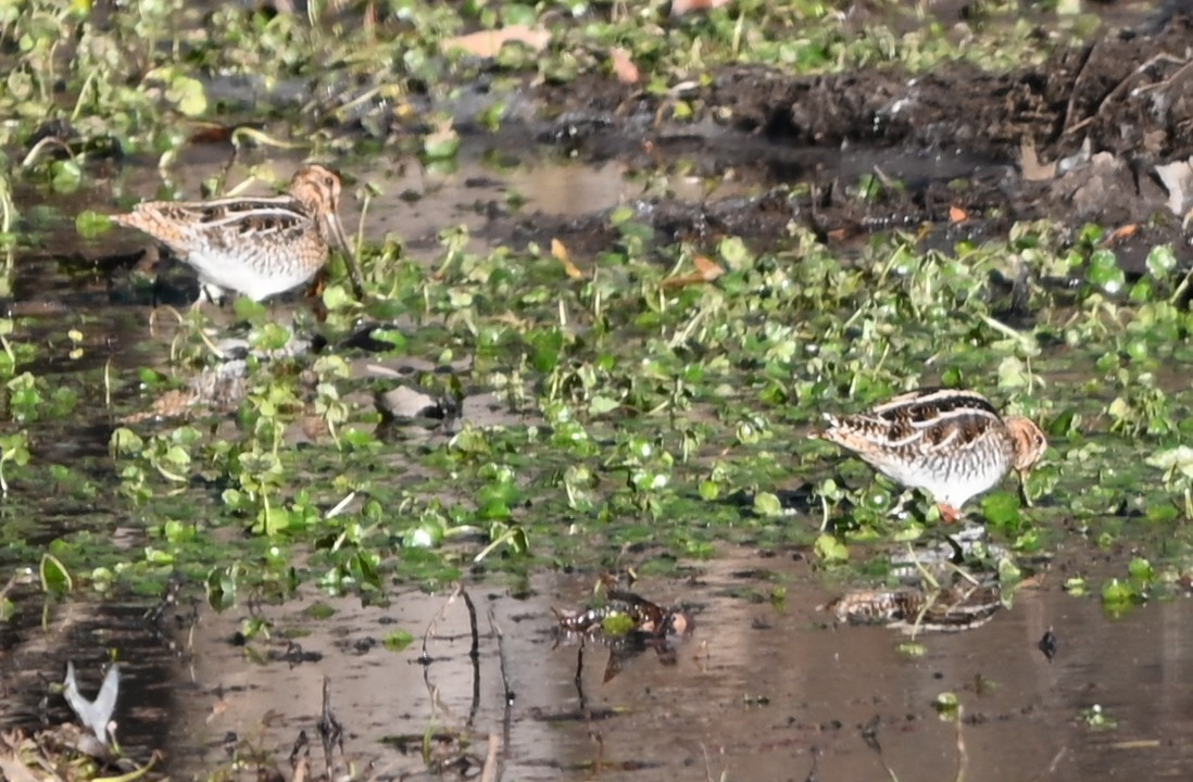 bekasina severoamerická - ML646990943