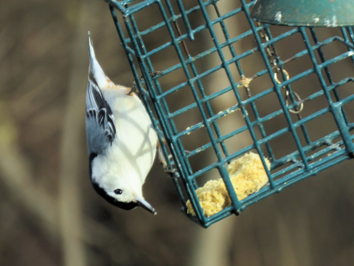 Sittelle à poitrine blanche - ML646990944