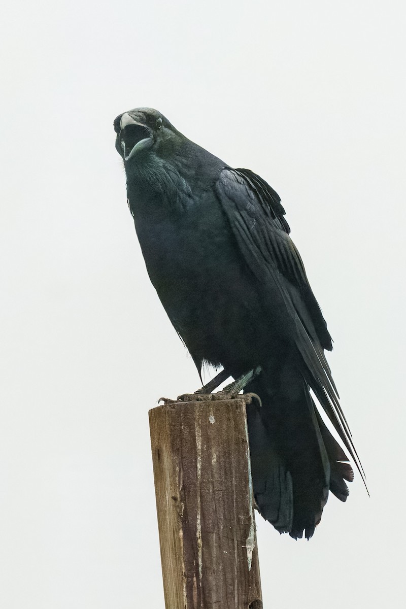 Common Raven - ML646990947