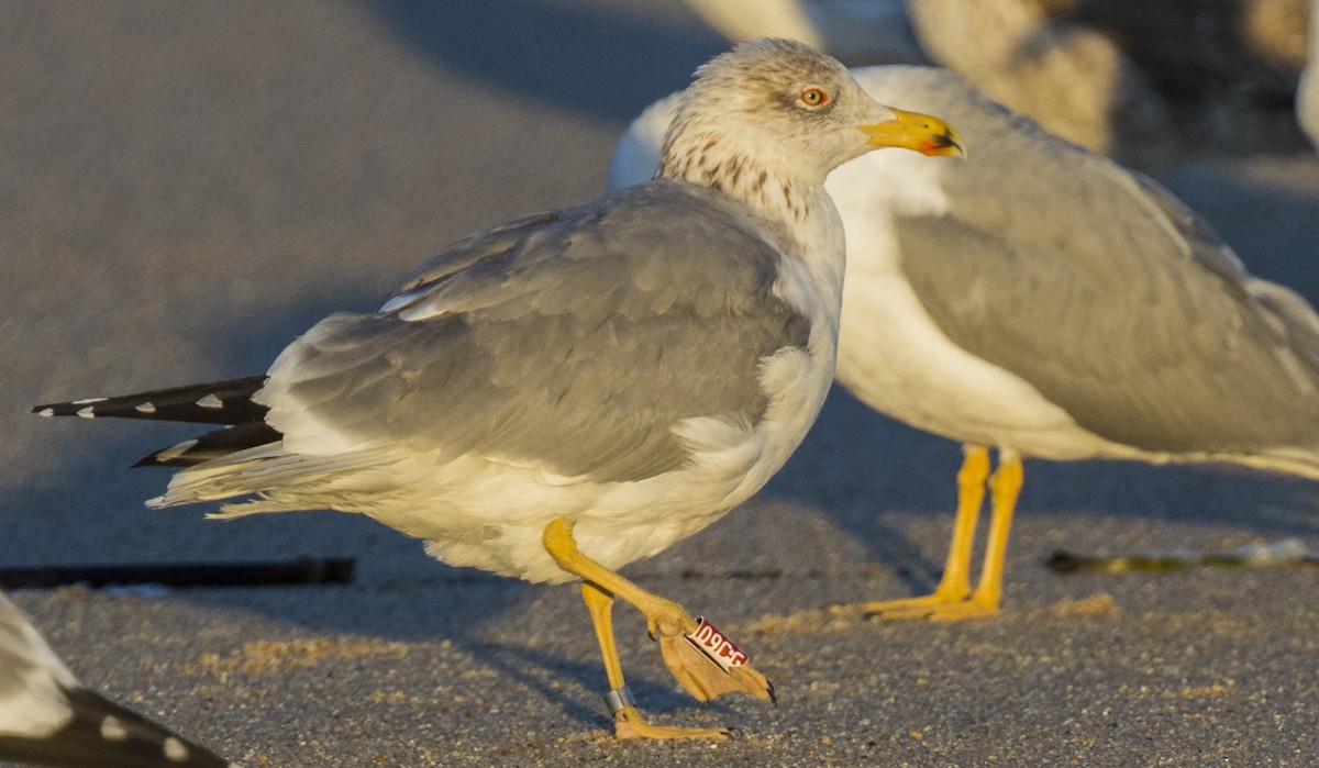 Kaio hankahoria - ML646990949