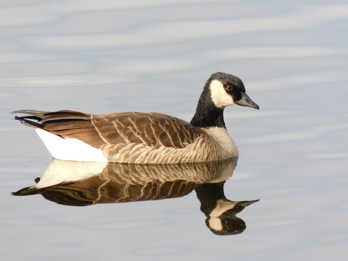 berneška malá - ML646990957