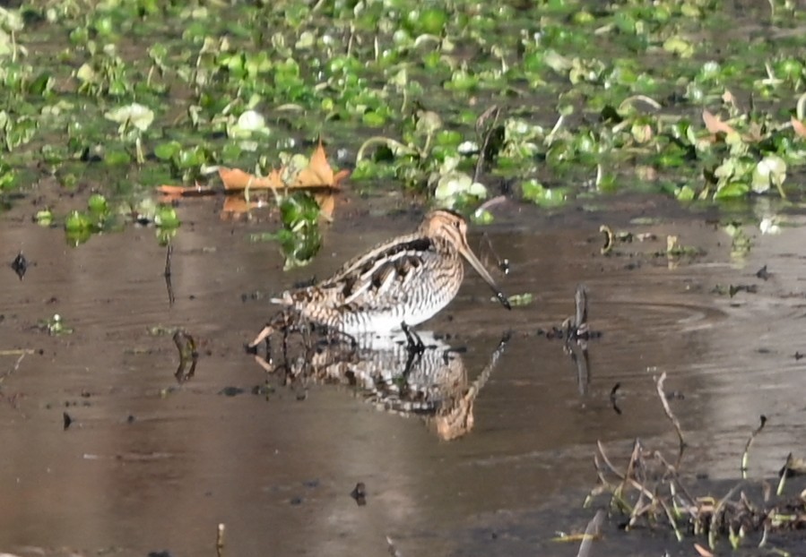 bekasina severoamerická - ML646990963