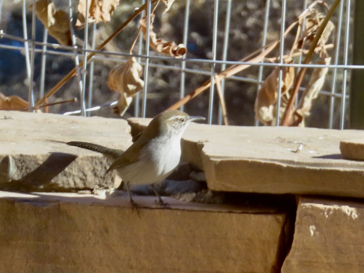 Bewick's Wren - ML646990964