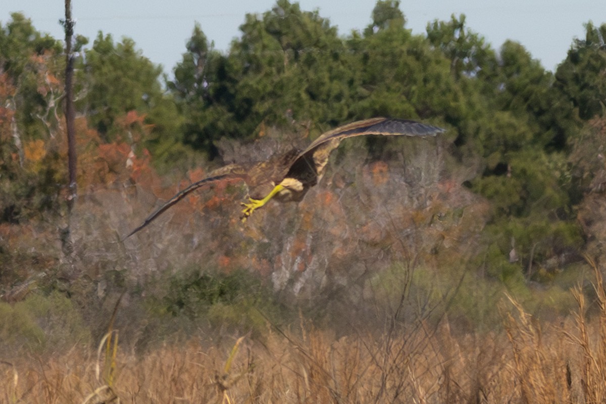 American Bittern - ML646990966