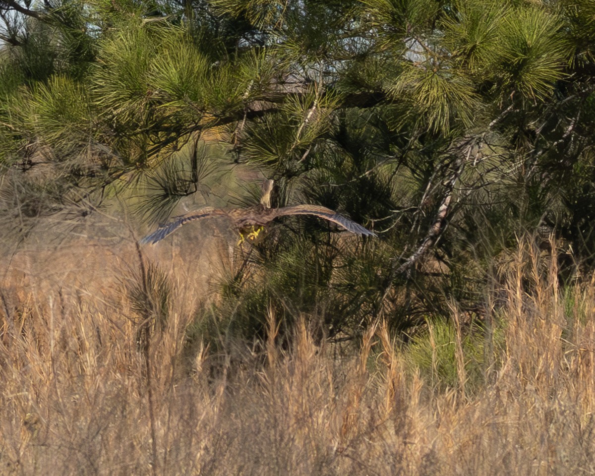 American Bittern - ML646990967