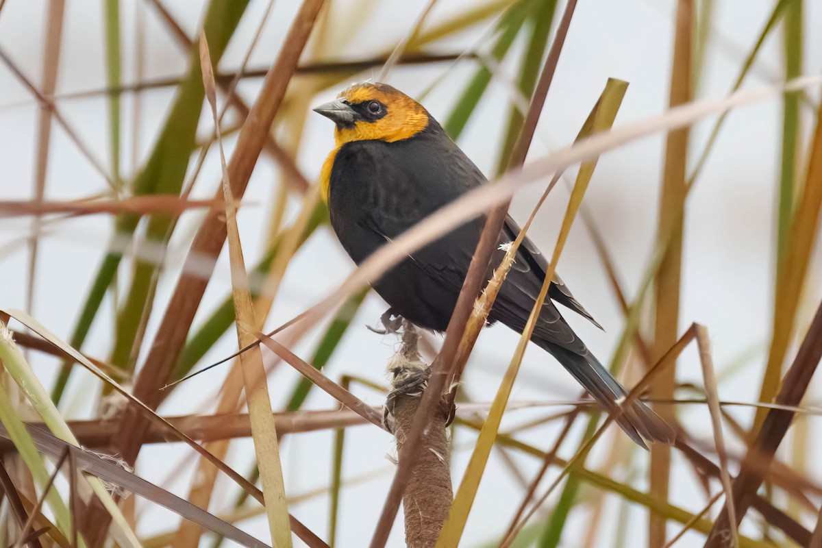 Yellow-headed Blackbird - ML646990969