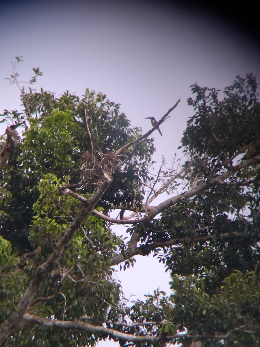 Chestnut-eared Aracari - ML646990970