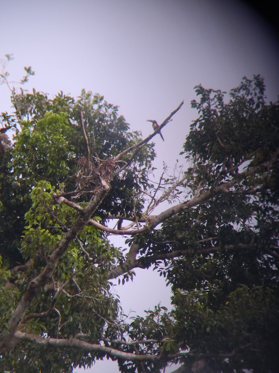 Chestnut-eared Aracari - ML646990971