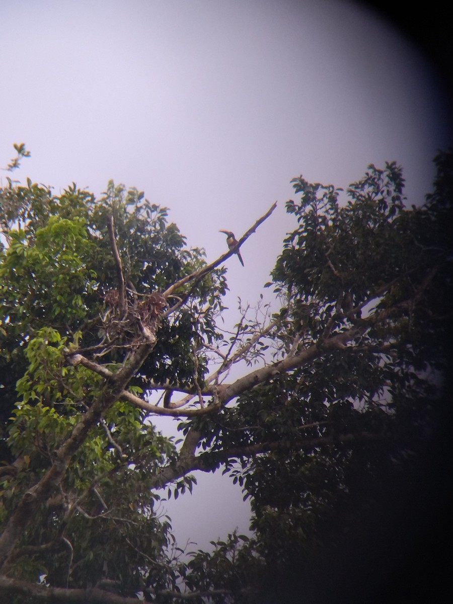Chestnut-eared Aracari - ML646990972