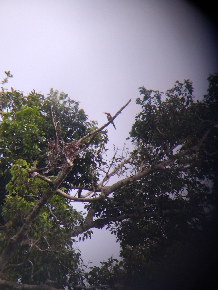 Chestnut-eared Aracari - ML646990973