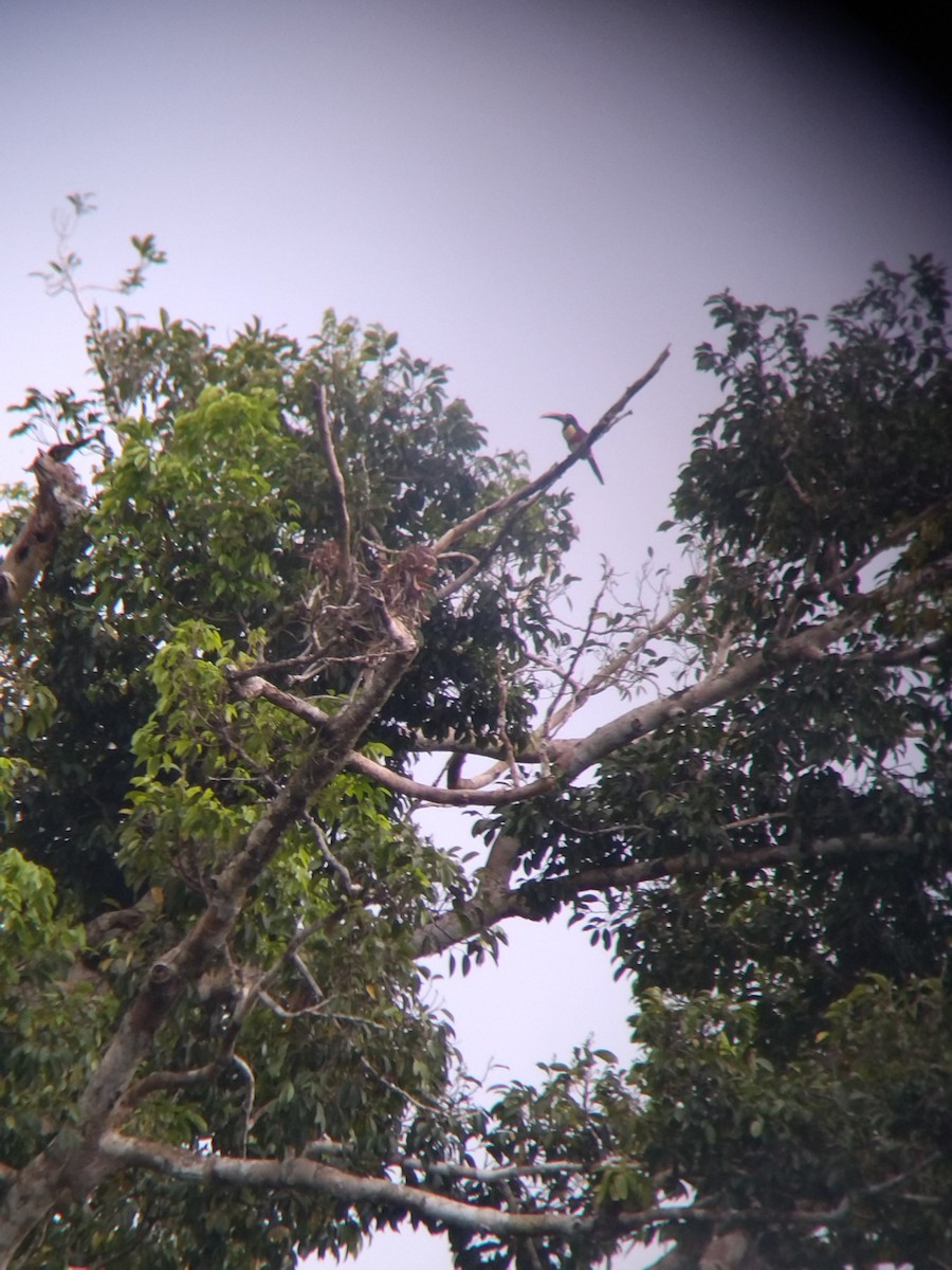 Chestnut-eared Aracari - ML646990975