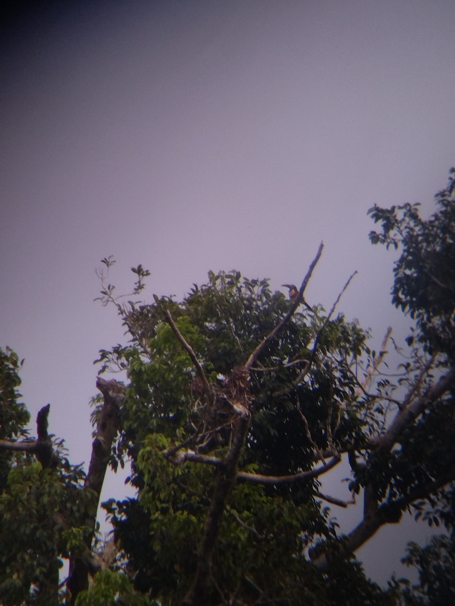 Chestnut-eared Aracari - ML646990978