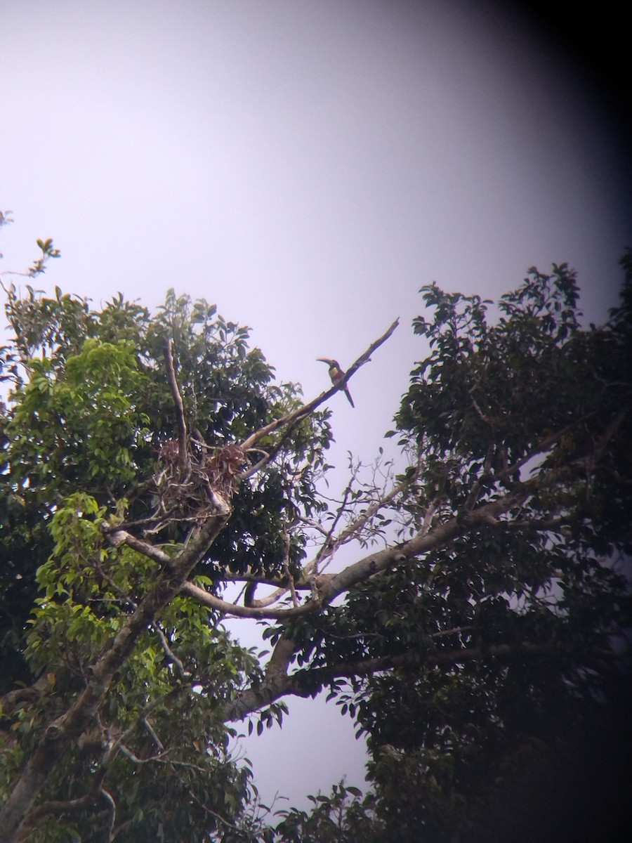 Chestnut-eared Aracari - ML646990980