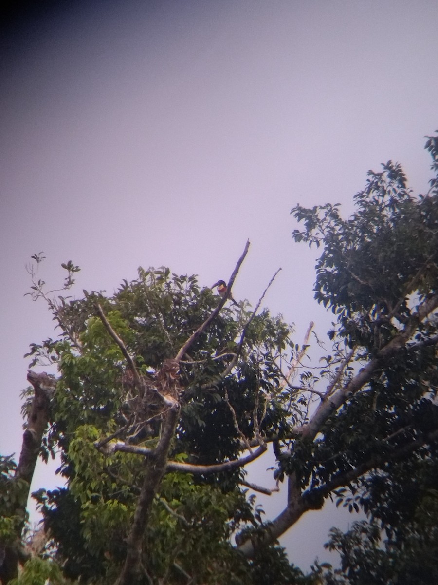 Chestnut-eared Aracari - ML646990982