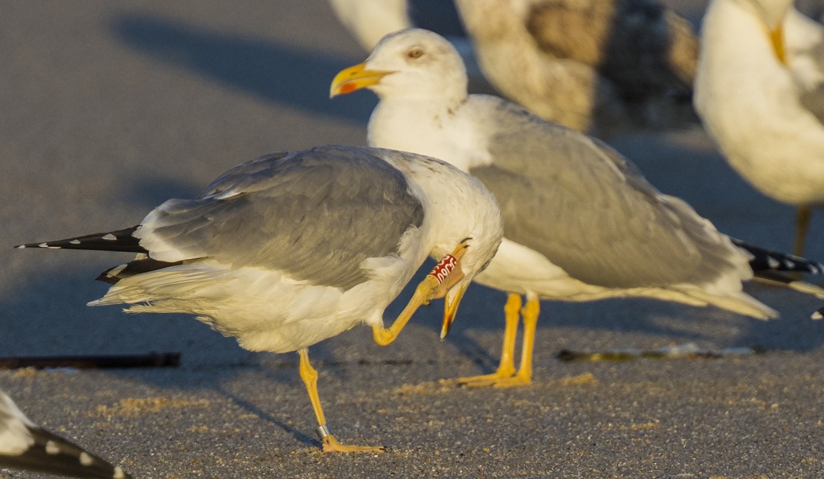 Kaio hankahoria - ML646990986