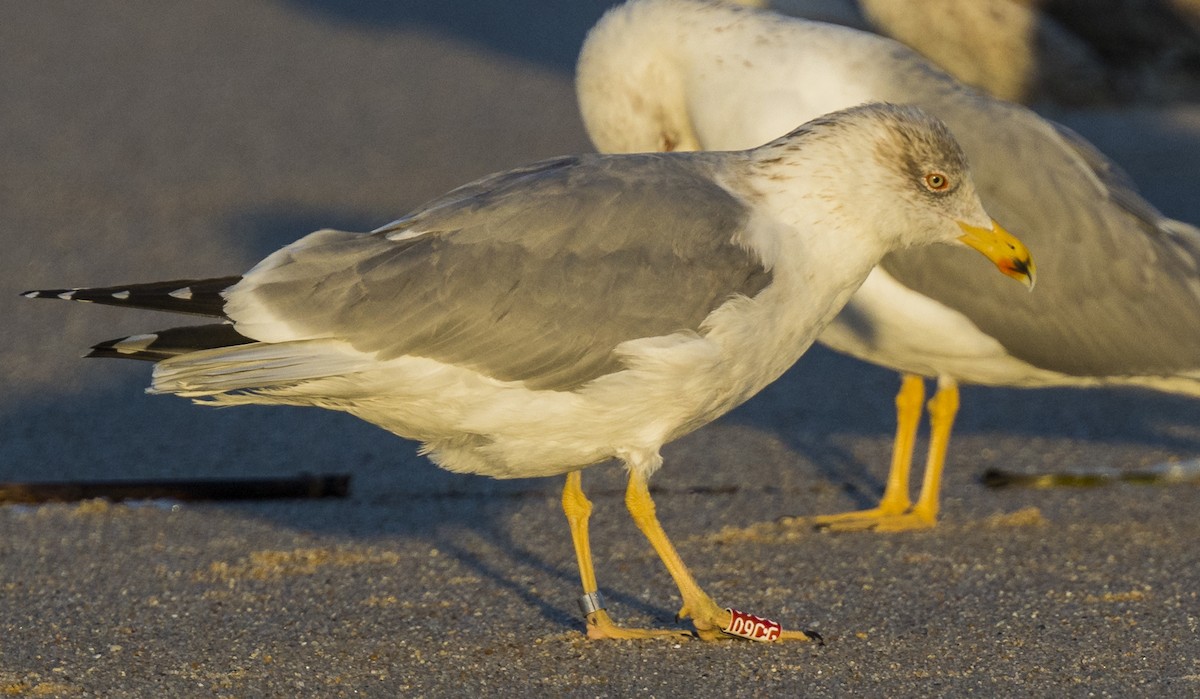 Kaio hankahoria - ML646990988