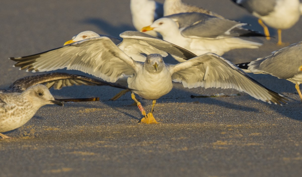 Kaio hankahoria - ML646990989