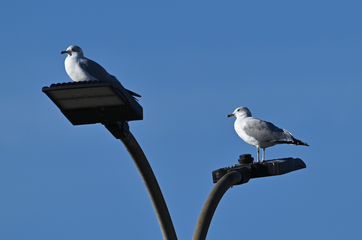 racek kroužkozobý - ML646990990