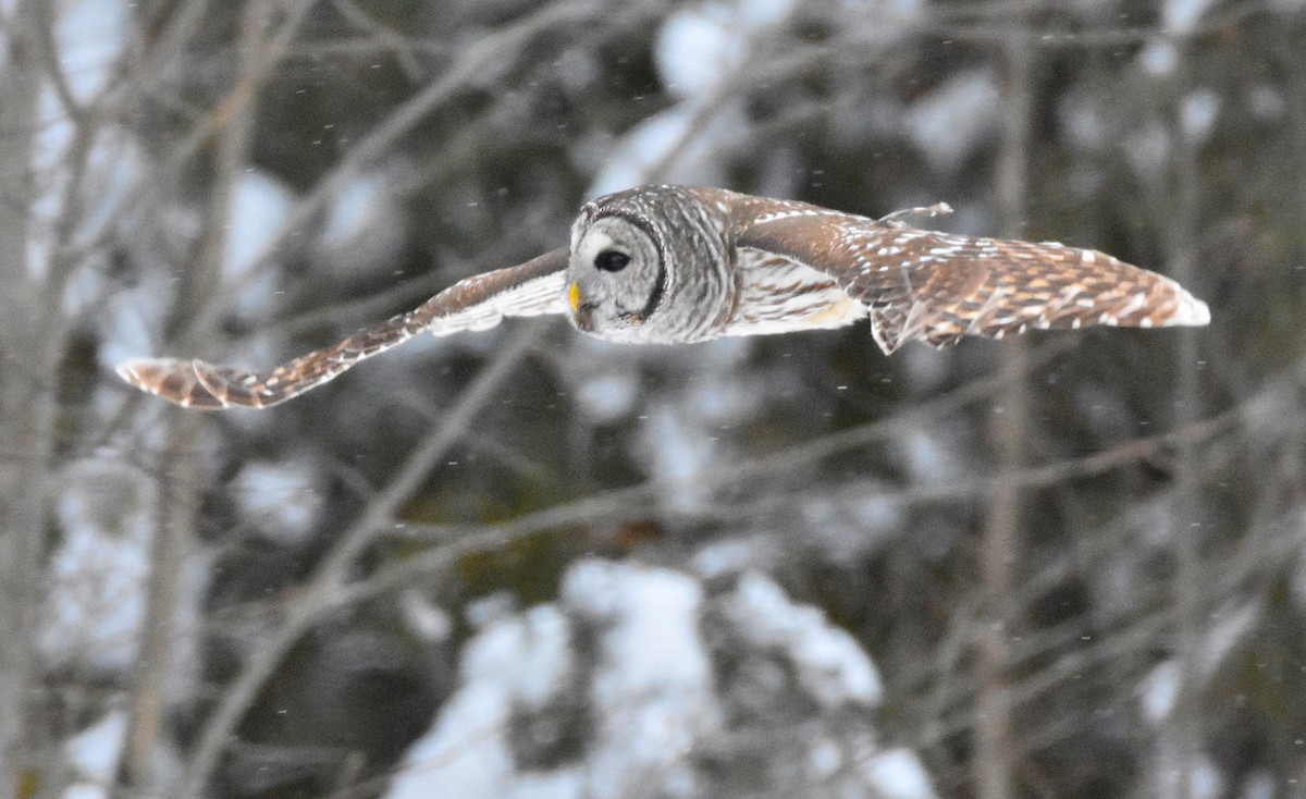 Barred Owl - ML646990992