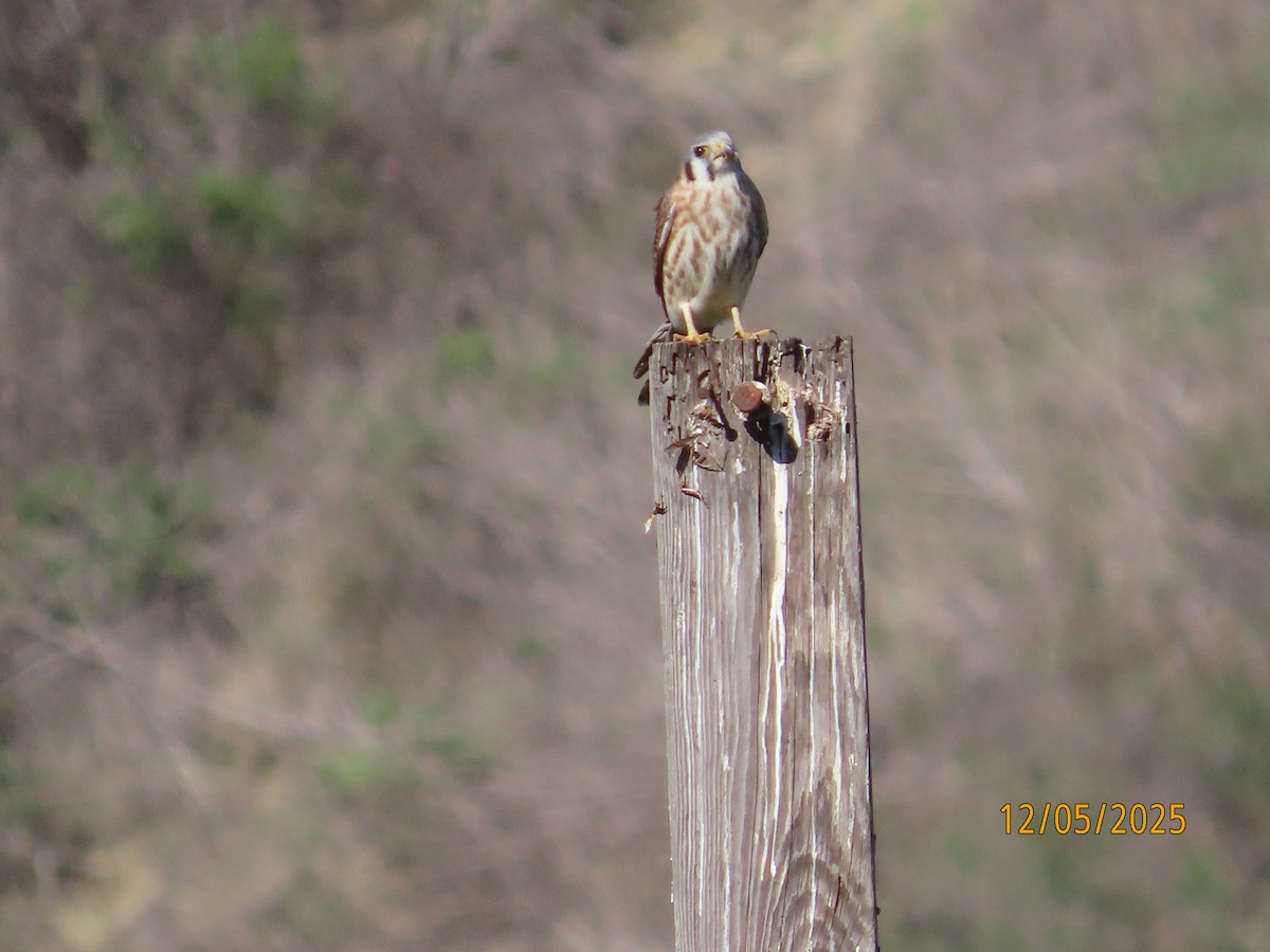 American Kestrel - ML646990996