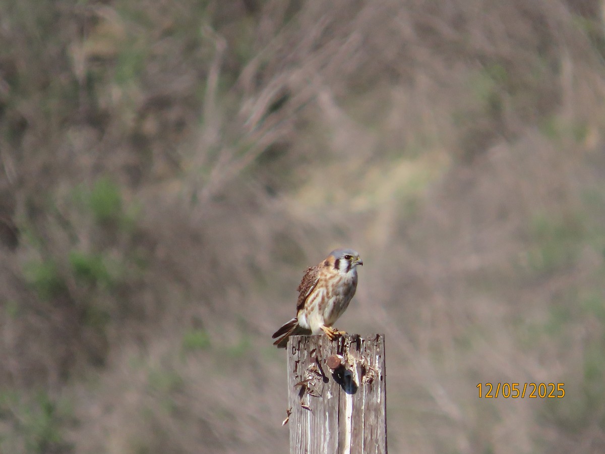 American Kestrel - ML646990997