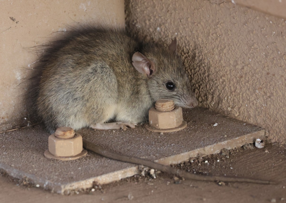 בעלי חיים - ML646991001