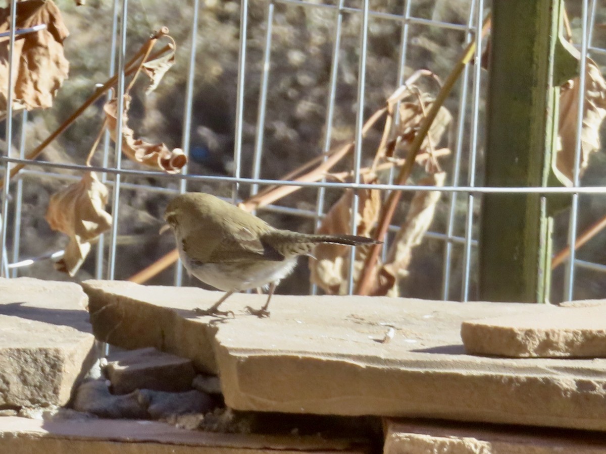 Bewick's Wren - ML646991003