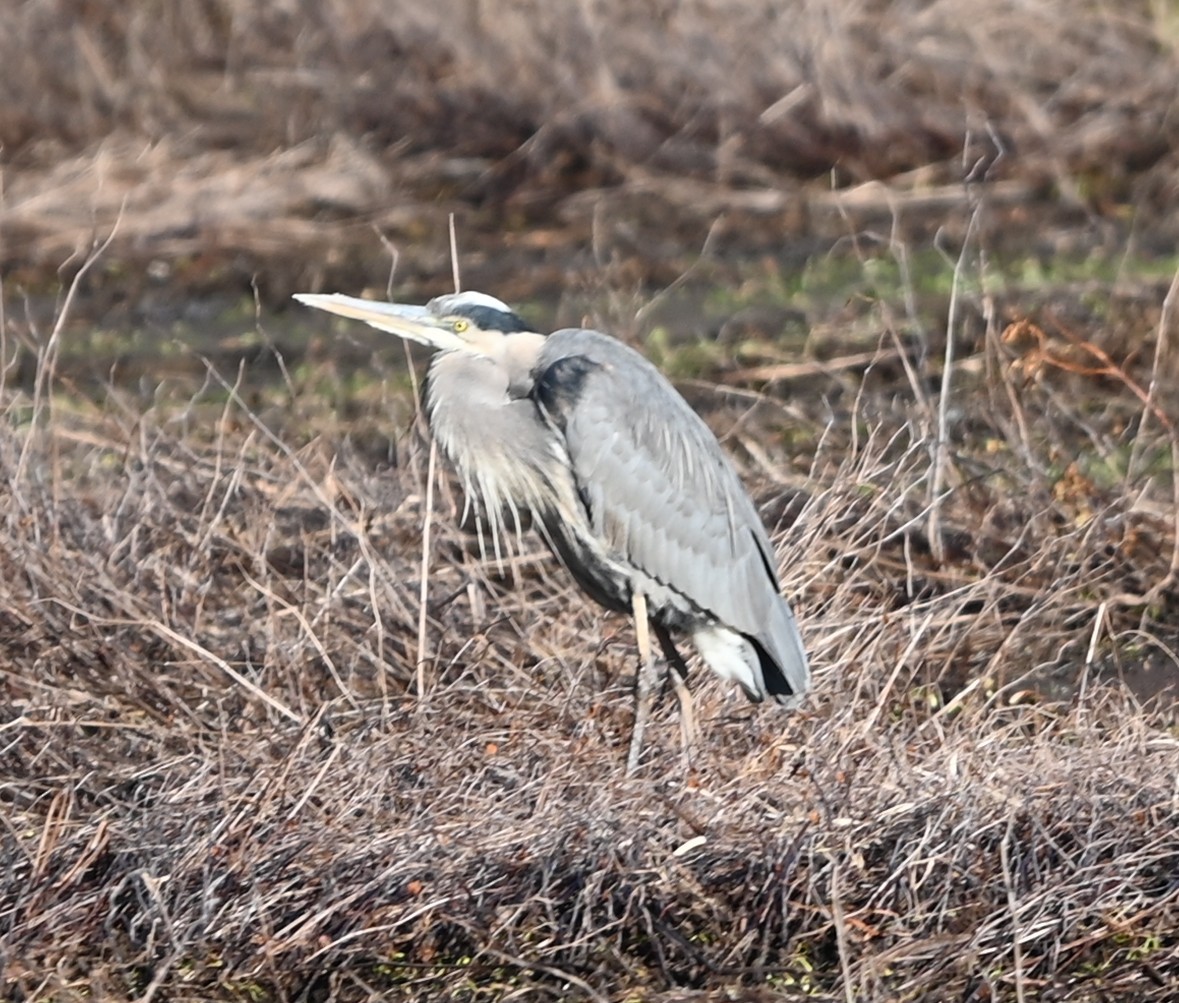 volavka velká - ML646991004