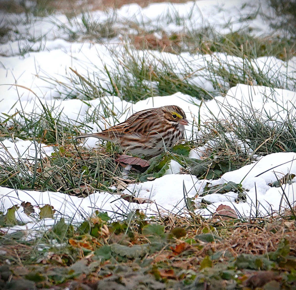 Savannah Sparrow - ML646991005