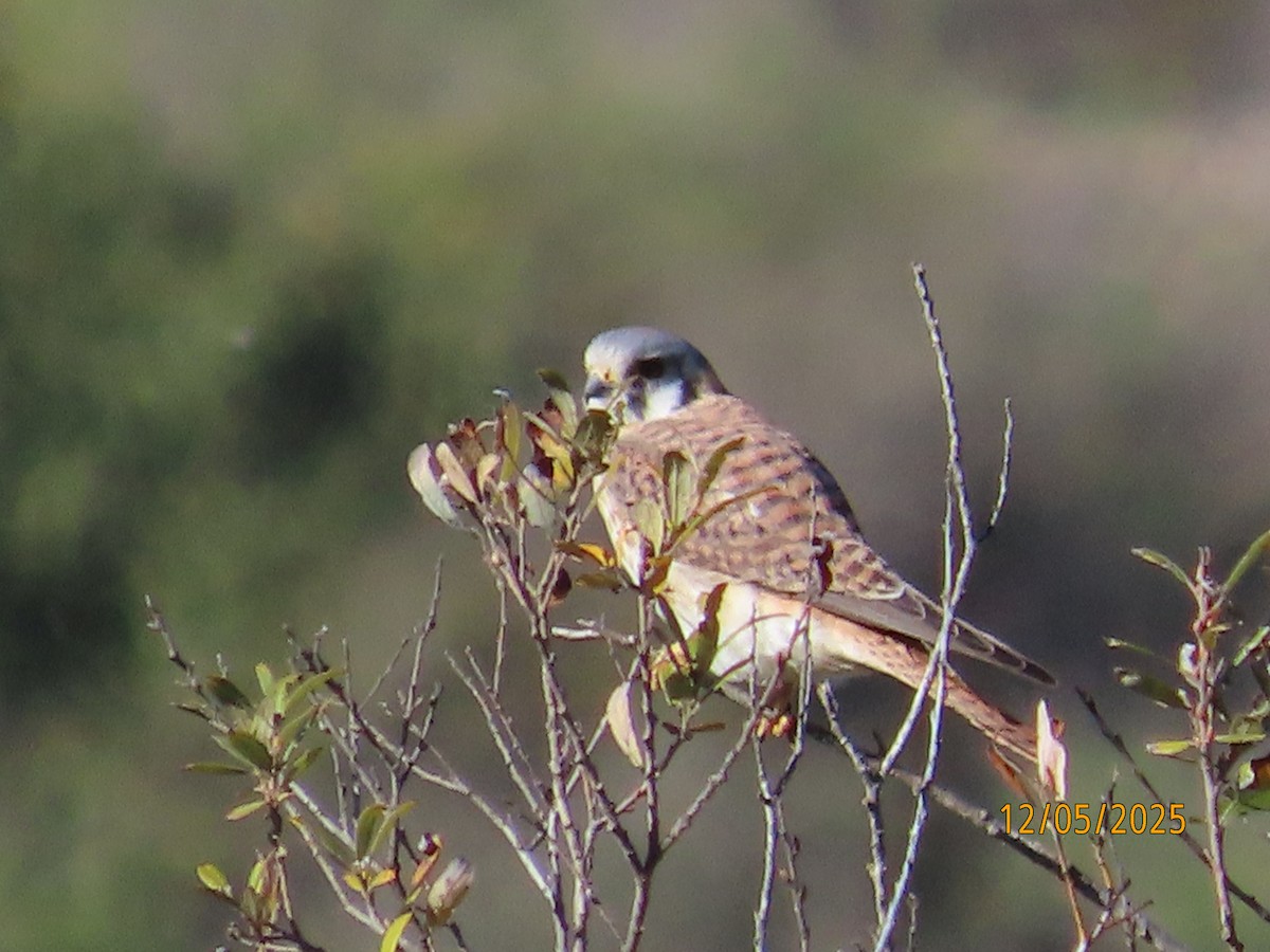 アメリカチョウゲンボウ - ML646991013