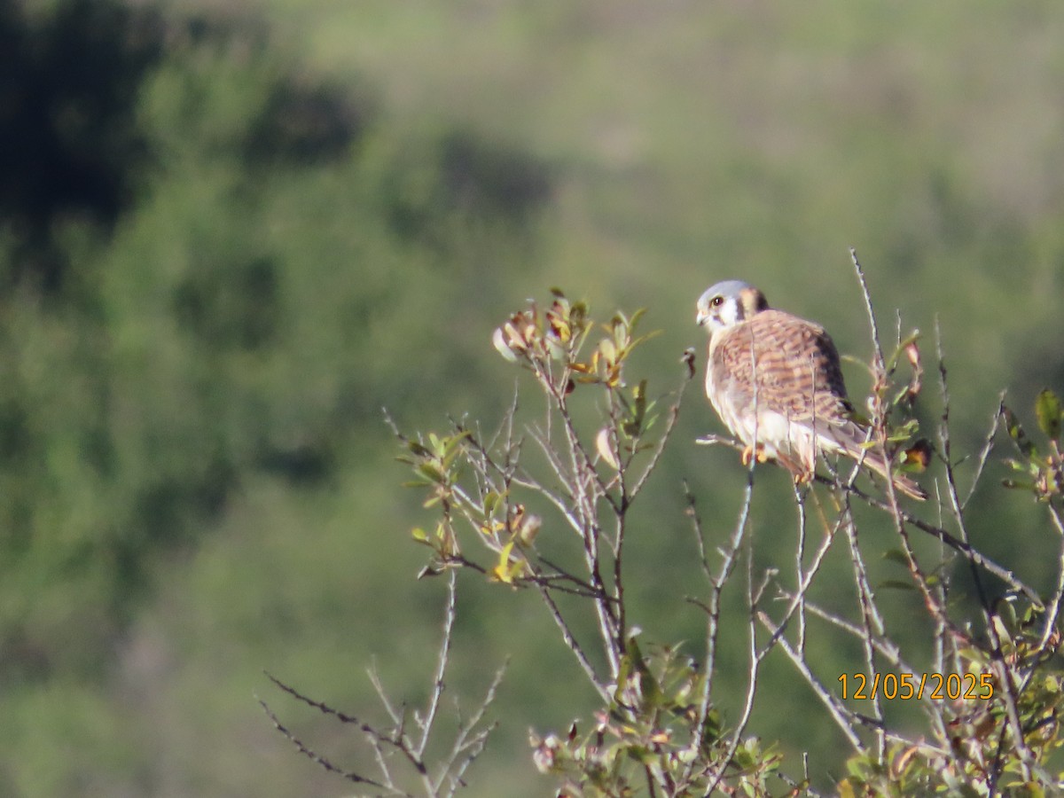アメリカチョウゲンボウ - ML646991014