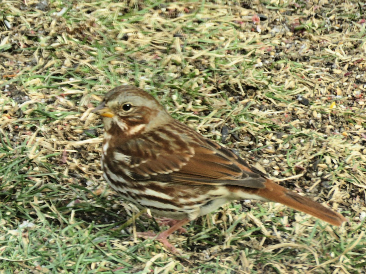 strnadec kaštanový - ML646991015