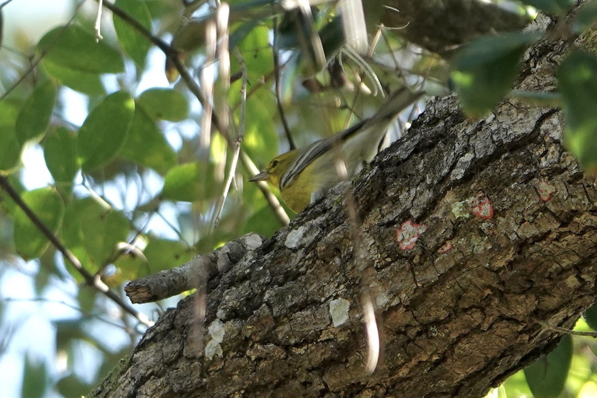 Reinita del Pinar - ML646991016