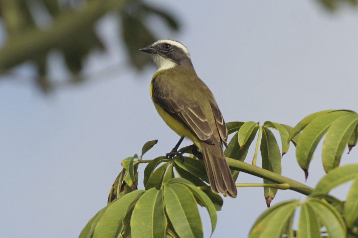 アカボウシヒタキモドキ - ML646991018