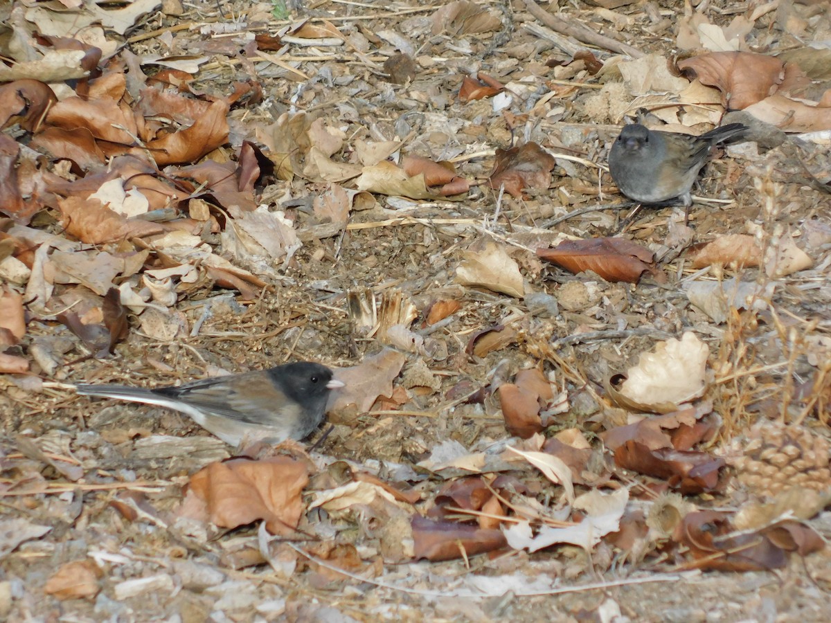 ユキヒメドリ - ML646991020