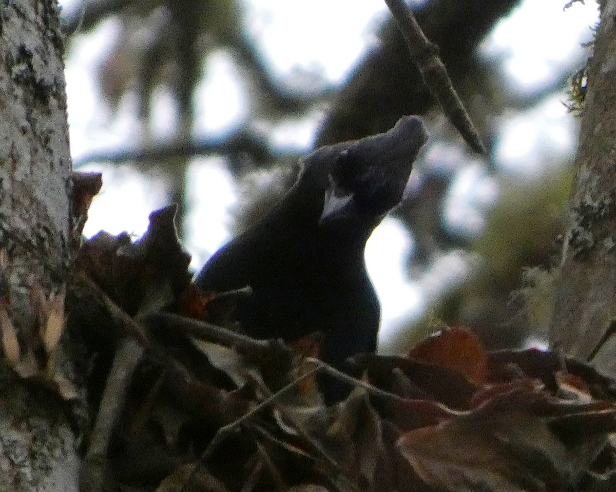 ステラーカケス - ML646991021