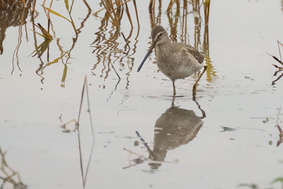 オオハシシギ - ML646991022