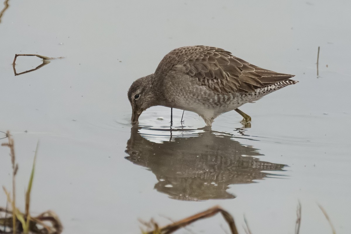 オオハシシギ - ML646991023