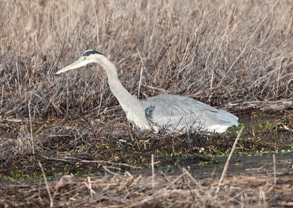 オオアオサギ - ML646991024